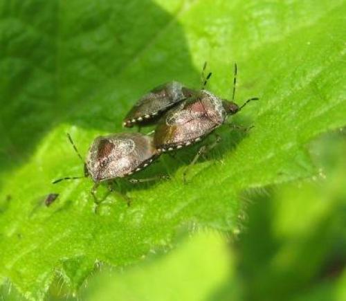 Stagonomus venustissimus