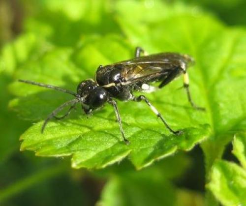 Réf. 44 154 : Macrophya alboannulata