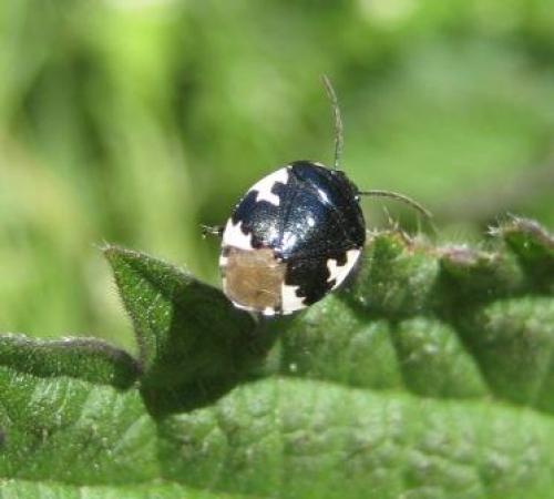 Tritomegas bicolor