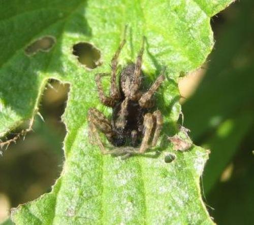 Pardosa sp.
