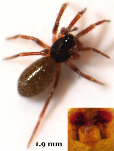 Réf. 44 110 : Walckenaeria dysderoides