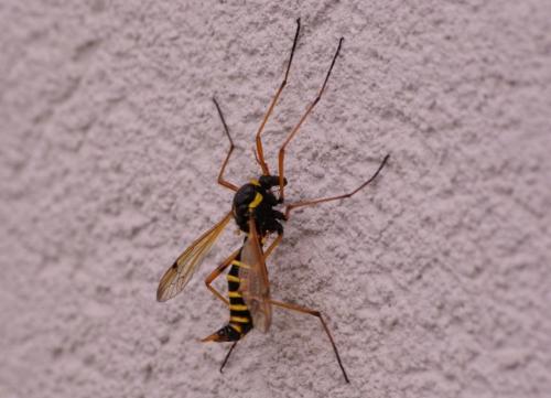 Ctenophora flaveolata