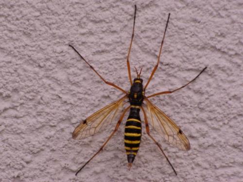 Ctenophora flaveolata