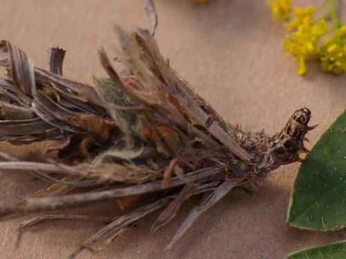 Réf. 44 914 : Canephora hirsuta