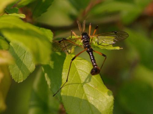 Tanyptera atrata