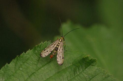 Panorpa germanica