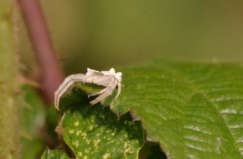 Thomisus onustus