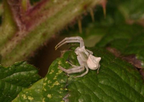 Thomisus onustus