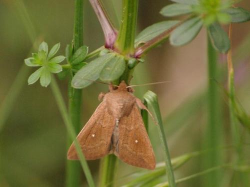 Mythimna albipuncta