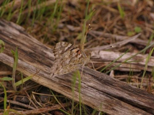 Vanessa cardui