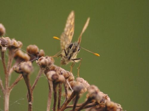 Carterocephalus palaemon