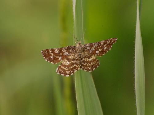 Ematurga atomaria