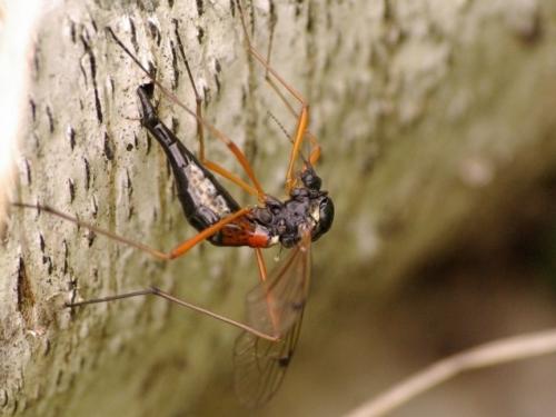 Tanyptera atrata