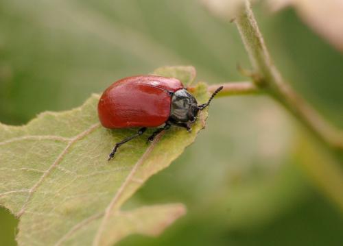 Chrysomela populi