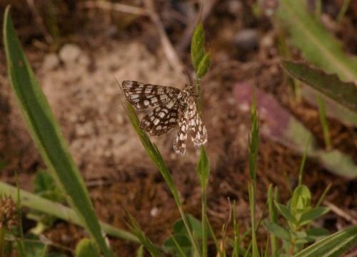 Chiasmia clathrata