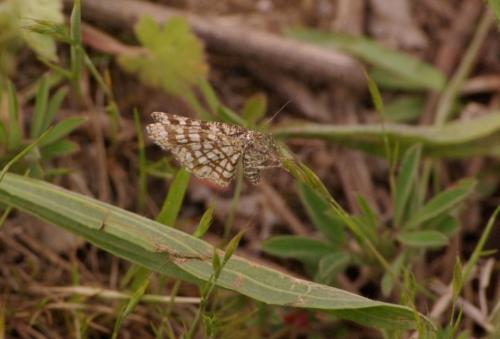 Chiasmia clathrata