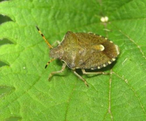Peribalus strictus vernalis