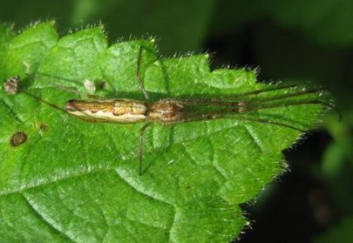 Tetragnatha sp.