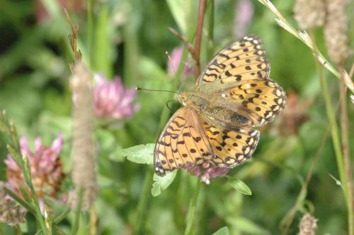 Argynnis aglaja