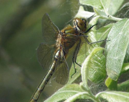 Cordulia aenea