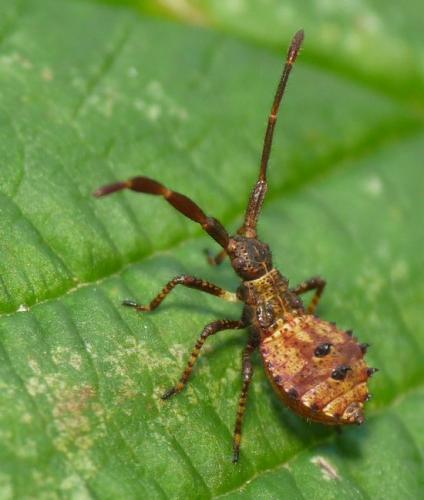 Réf. 44 230 : Coreus marginatus