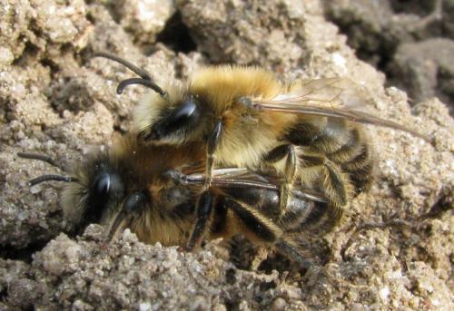 Réf. 44 922 : Colletes cunicularius