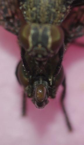 Platystoma seminationis