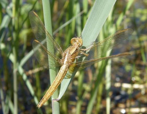 Crocothemis erythraea
