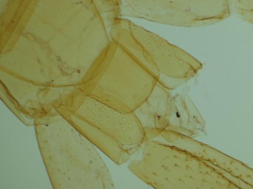 Cryptops hortensis