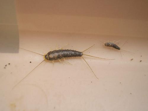 Ctenolepisma longicaudata