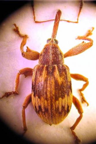 Réf. 44 735 : Anthonomus rectirostris