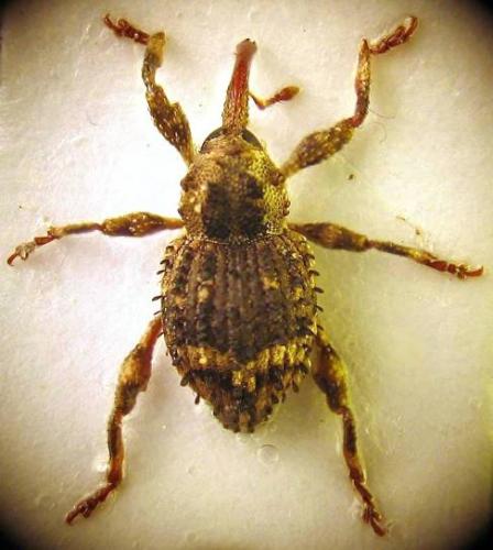 Trachodes hispidus