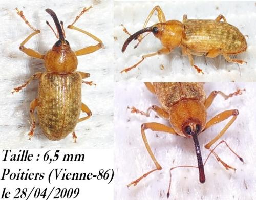 Réf. 44 307 : Dorytomus longimanus