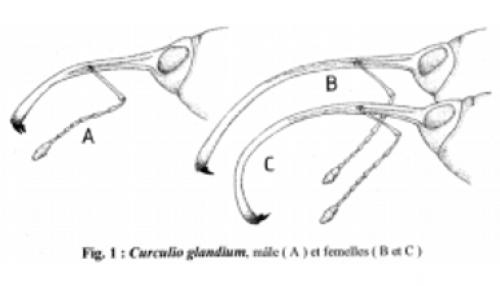 Curculio glandium