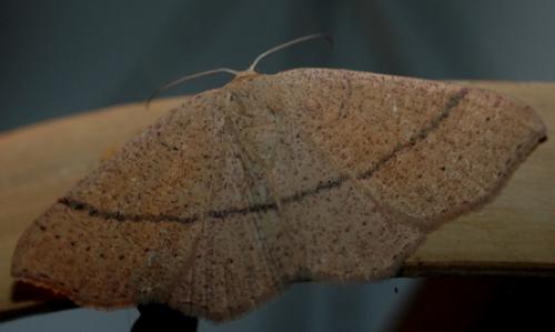 Cyclophora sp.