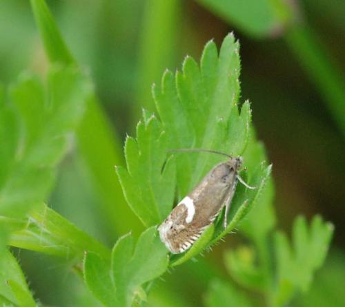Réf. 44 033 : Grapholita lunulana