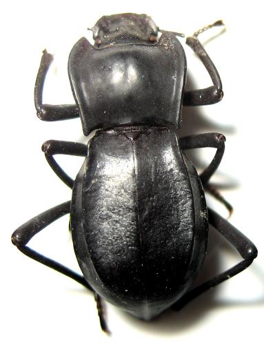 Réf. 44 579 : Cyphogenia sp.