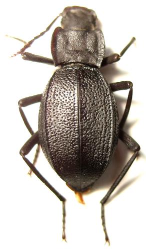 Solskyia schmidi