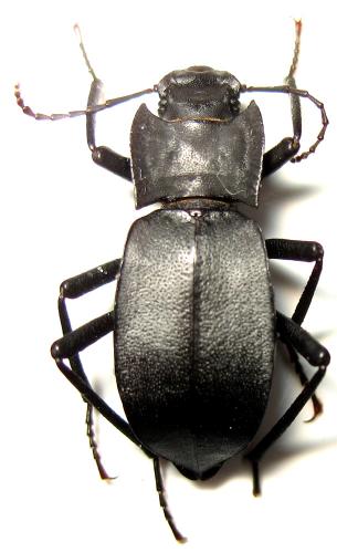 Réf. 44 581 : Solskyia grombczewskii