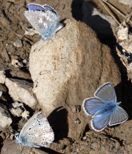 Réf. 44 794 : Plebejus orbitulus