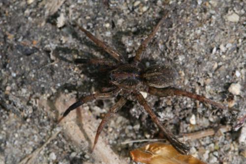 Trochosa sp.
