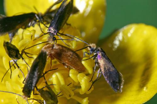 Micropterix calthella