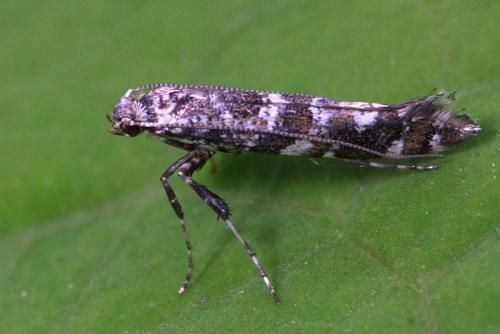 Réf. 44 291 : Gracillaria syringella