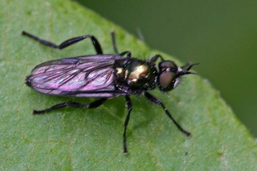 Actina chalybea