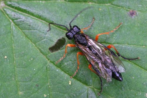 Tenthredo (atra-rubricoxis)