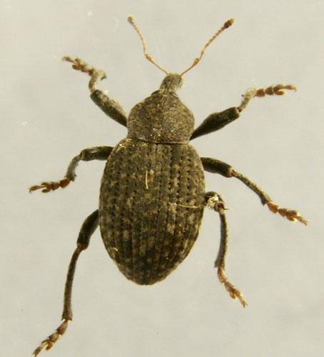 Donus salviae