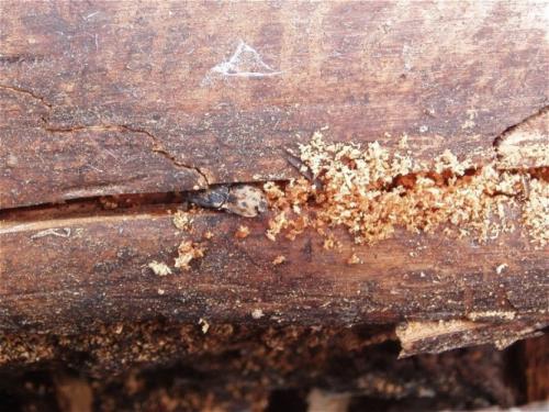 Réf. 44 068 : Danosoma fasciata