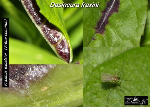 Dasineura fraxini