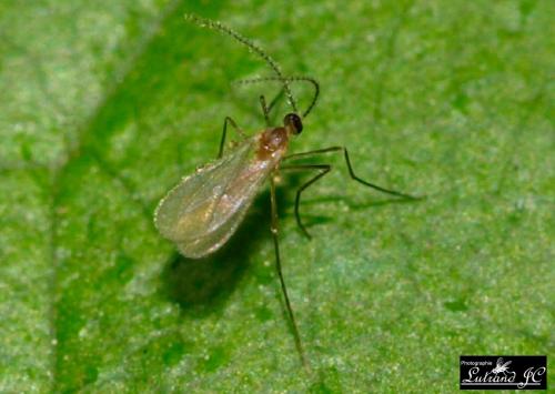 Dasineura fraxini