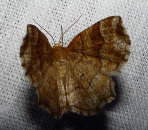 Cepphis advenaria